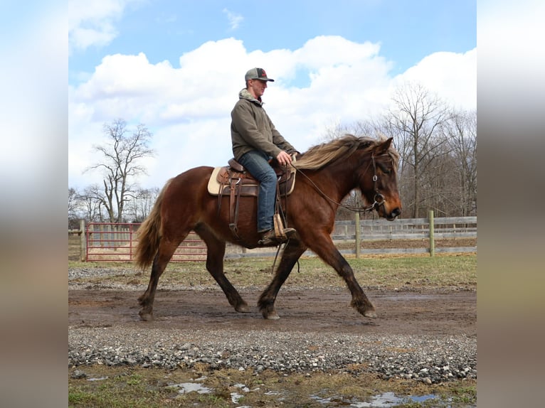 Gypsy Horse Mare 5 years 14.2 hh Brown in Howell