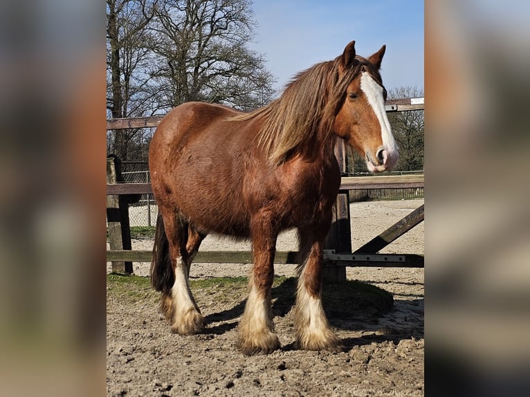 Gypsy Horse Mare 5 years 14,2 hh Chestnut-Red in Zenderen
