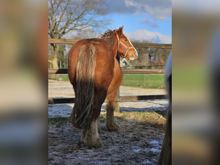 Gypsy Horse Mare 5 years 14,2 hh Chestnut-Red in Zenderen