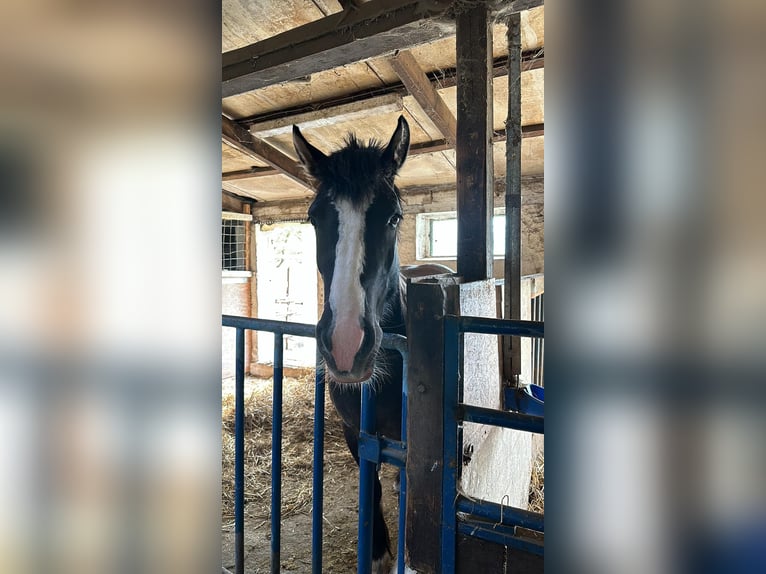 Gypsy Horse Mix Mare 5 years 14,2 hh Dun in Alfeld (Leine)