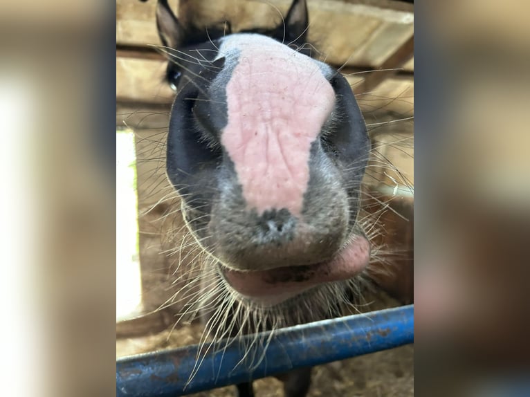 Gypsy Horse Mix Mare 5 years 14,2 hh Dun in Alfeld (Leine)