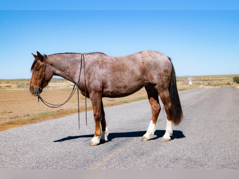 Gypsy Horse Mix Mare 5 years 14,2 hh Roan-Red in Rexburg, ID