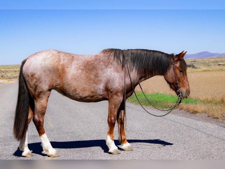 Gypsy Horse Mix Mare 5 years 14,2 hh Roan-Red in Rexburg, ID