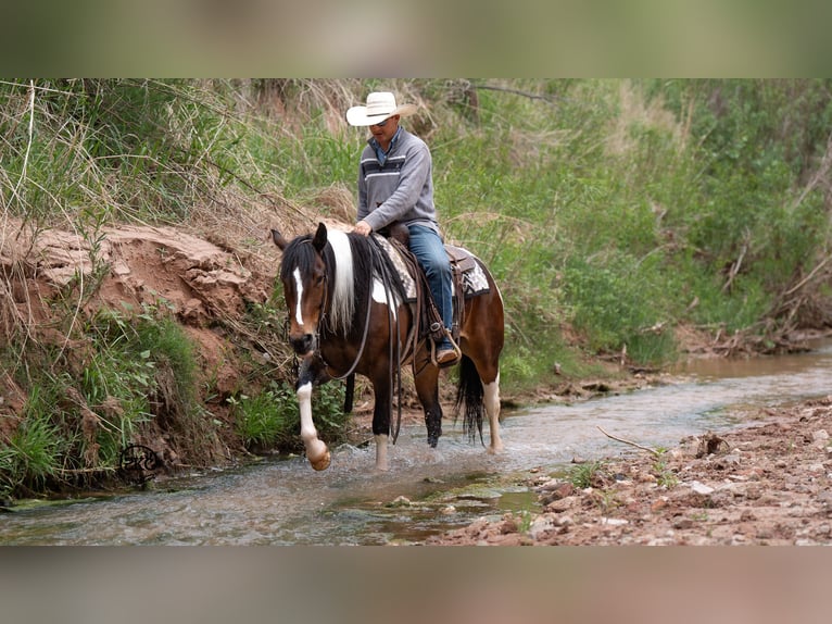 Gypsy Horse Mix Mare 5 years 14,3 hh Bay in Canyon