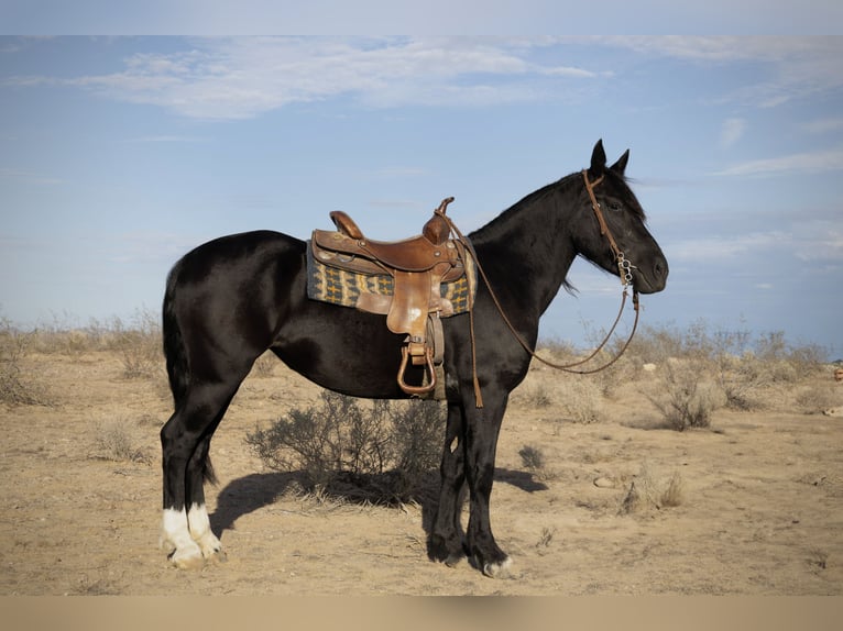 Gypsy Horse Mix Mare 5 years 14,3 hh Black in Tonopah