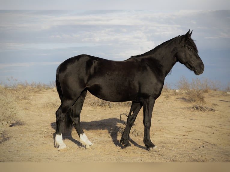 Gypsy Horse Mix Mare 5 years 14,3 hh Black in Tonopah