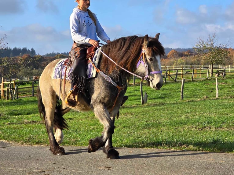 Gypsy Horse Mare 5 years 14,3 hh Buckskin in Linkenbach