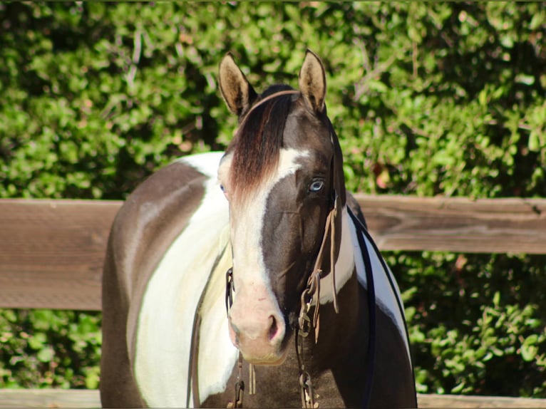 Gypsy Horse Mare 5 years 14.3 hh Grullo in Bitterwater CA