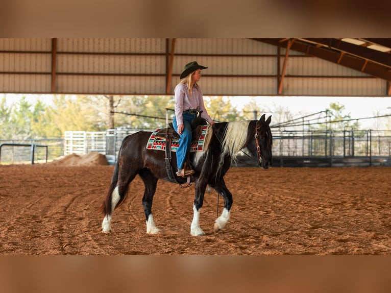 Gypsy Horse Mix Mare 5 years 14.3 hh Pinto in Quitman