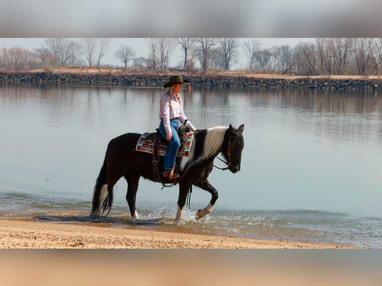 Gypsy Horse Mix Mare 5 years 14.3 hh Pinto in Quitman