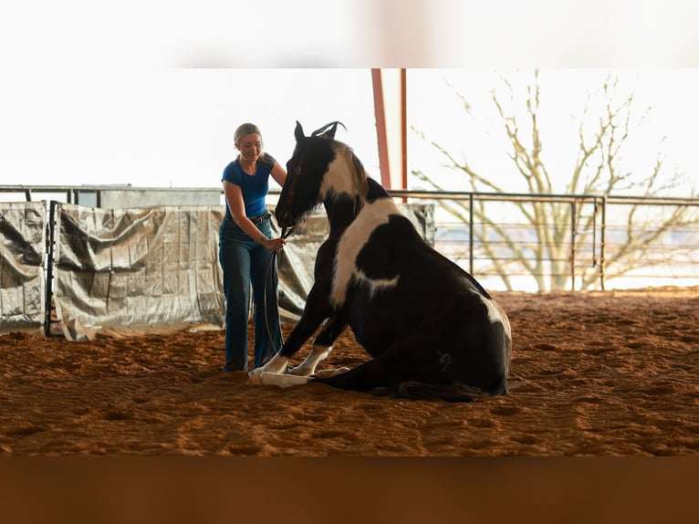Gypsy Horse Mix Mare 5 years 14.3 hh Pinto in Quitman