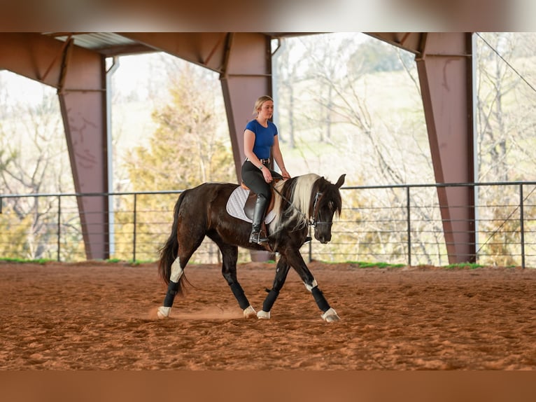 Gypsy Horse Mix Mare 5 years 14.3 hh Pinto in Quitman