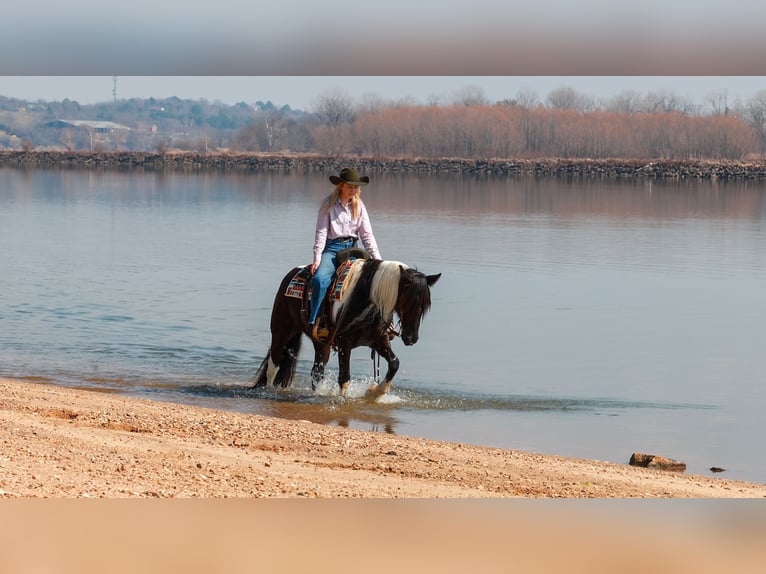 Gypsy Horse Mix Mare 5 years 14.3 hh Pinto in Quitman