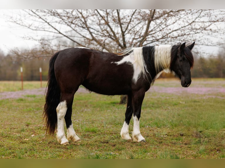 Gypsy Horse Mix Mare 5 years 14.3 hh Pinto in Quitman