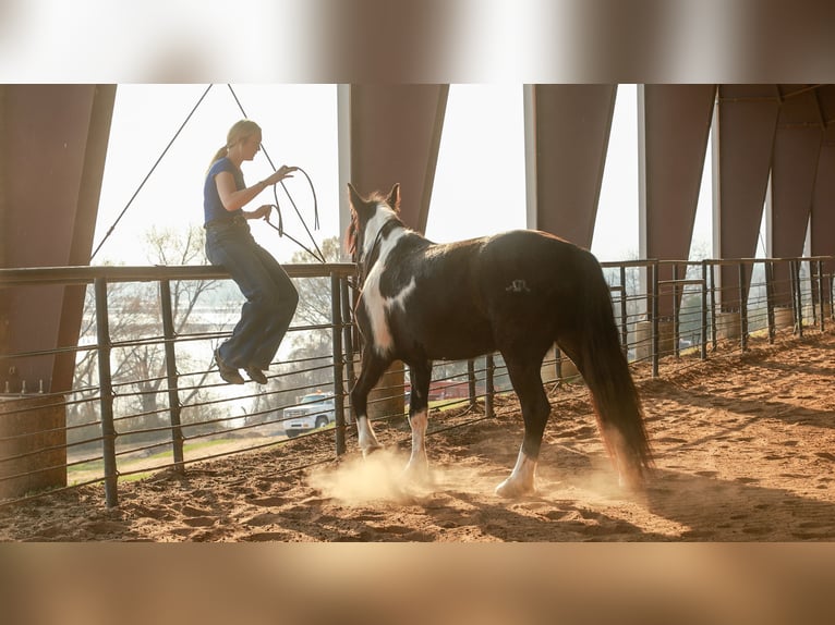 Gypsy Horse Mix Mare 5 years 14.3 hh Pinto in Quitman