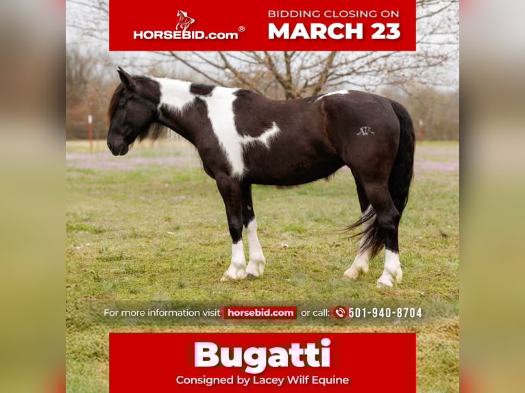 Gypsy Horse Mix Mare 5 years 14.3 hh Pinto in Quitman