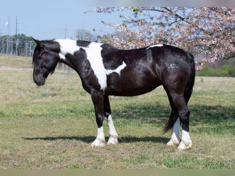 Gypsy Horse Mix Mare 5 years 14.3 hh Pinto in Quitman
