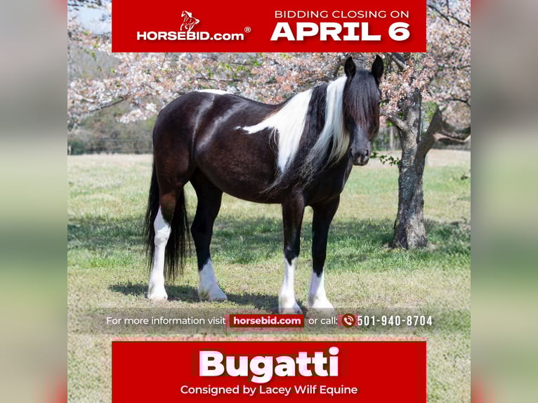 Gypsy Horse Mix Mare 5 years 14.3 hh Pinto in Quitman