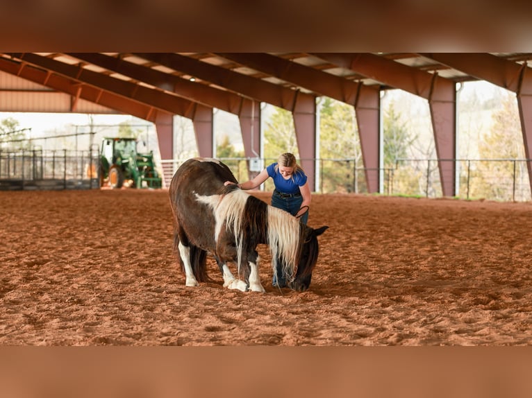 Gypsy Horse Mix Mare 5 years 14.3 hh Pinto in Quitman