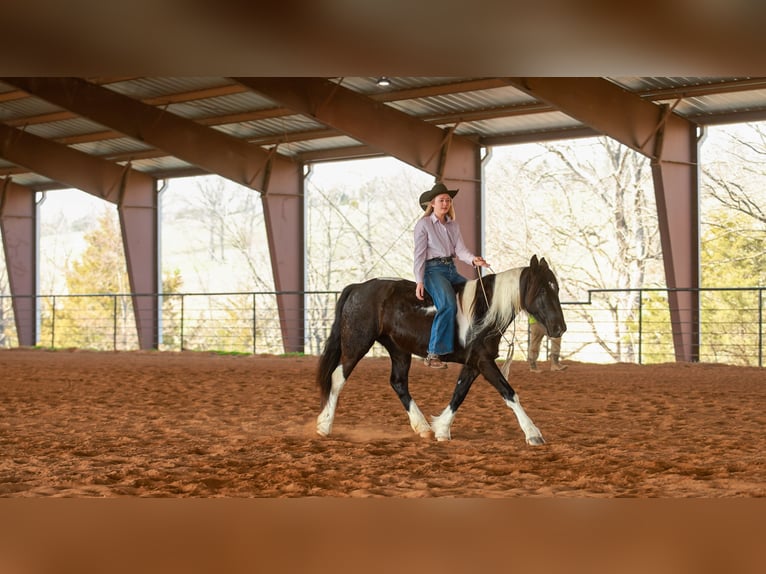 Gypsy Horse Mix Mare 5 years 14.3 hh Pinto in Quitman