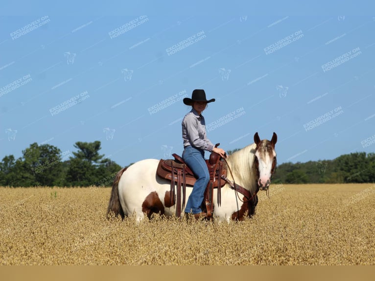 Gypsy Horse Mare 5 years 14,3 hh Pinto in Clarion, PA