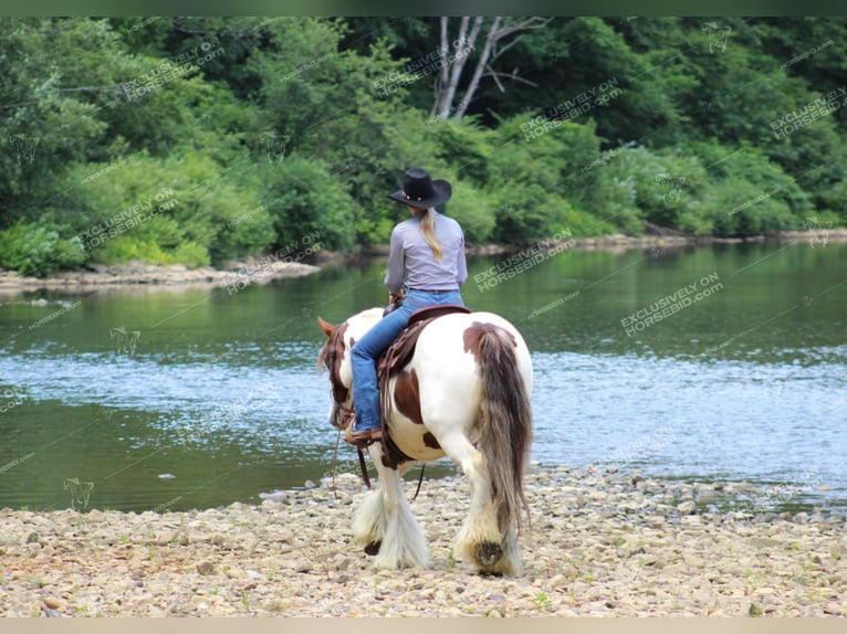 Gypsy Horse Mare 5 years 14,3 hh Pinto in Clarion, PA