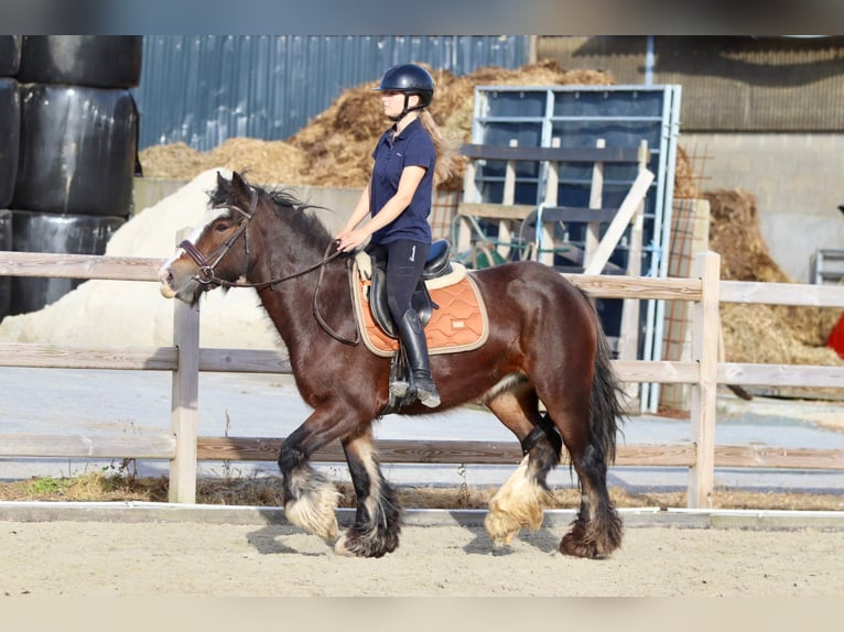 Gypsy Horse Mare 5 years 14 hh Brown in Bogaarden