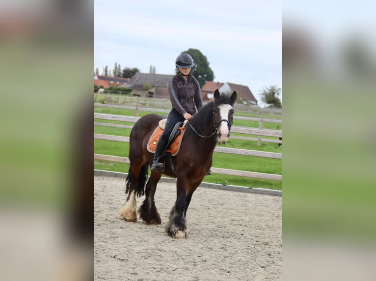 Gypsy Horse Mare 5 years 14 hh Brown in Bogaarden