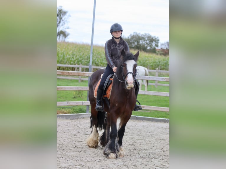 Gypsy Horse Mare 5 years 14 hh Brown in Bogaarden