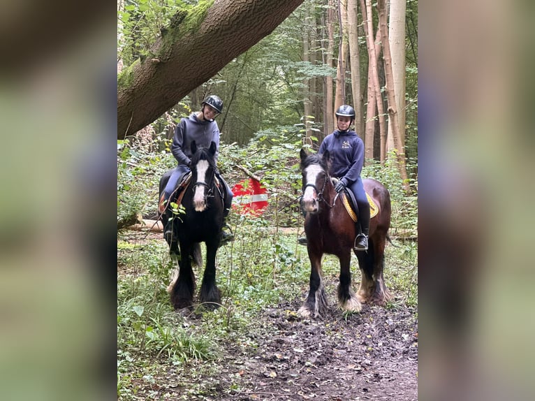 Gypsy Horse Mare 5 years 14 hh Brown in Bogaarden