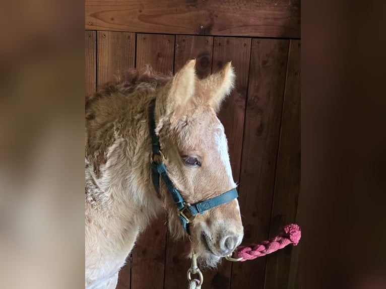 Gypsy Horse Mix Mare 5 years 14 hh Dun in Scio