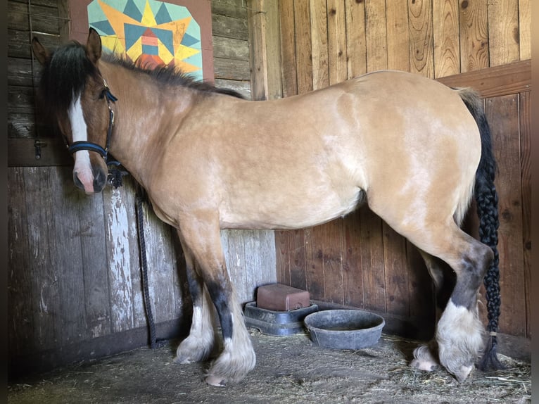 Gypsy Horse Mix Mare 5 years 14 hh Dun in Scio
