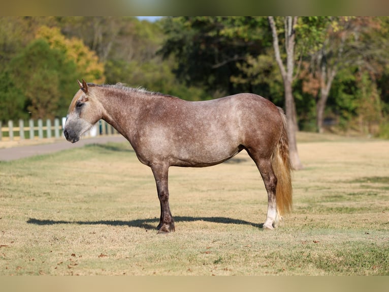 Gypsy Horse Mix Mare 5 years 14 hh Grey in Terrell