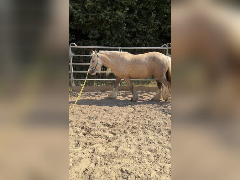 Gypsy Horse Mare 5 years 14 hh Palomino in Kierspe