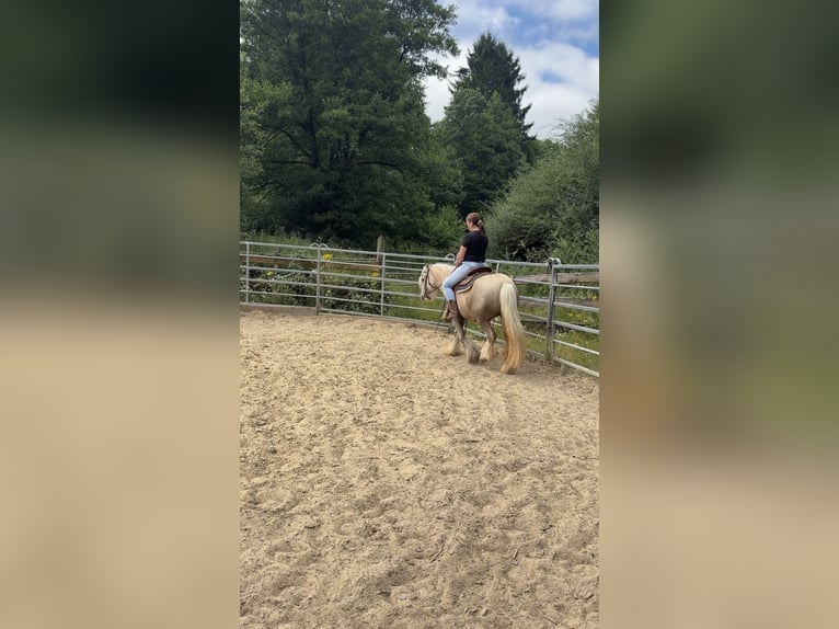 Gypsy Horse Mare 5 years 14 hh Palomino in Kierspe