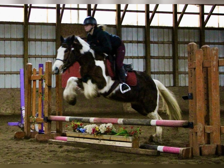Gypsy Horse Mare 5 years 14 hh Tobiano-all-colors in Highland Mi