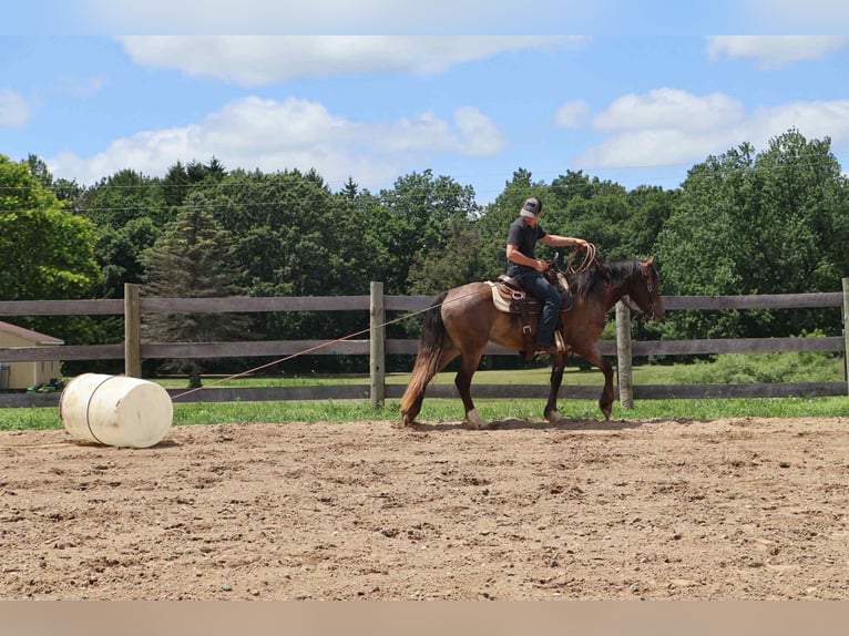 Gypsy Horse Mare 5 years 14,1 hh Bay in Howell, MI