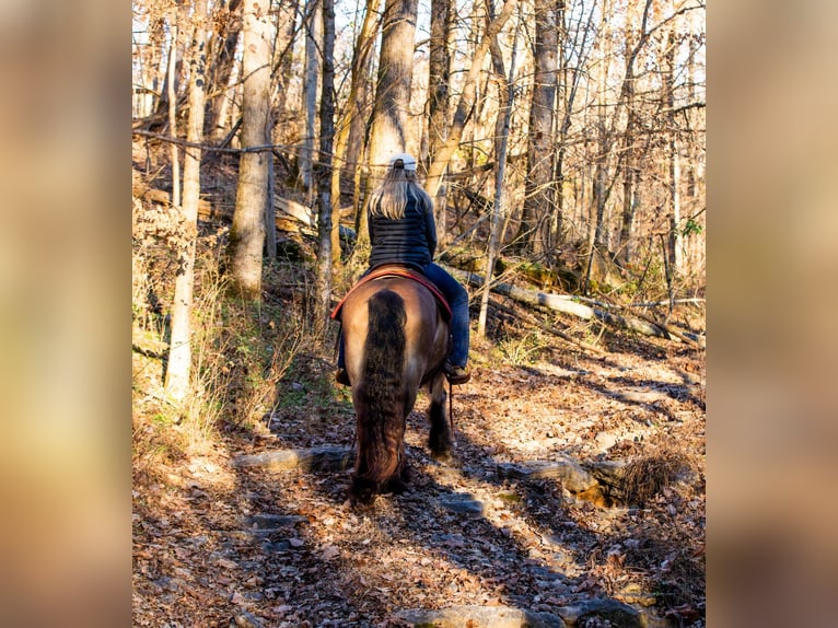 Gypsy Horse Mare 5 years 14,1 hh Bay in Santa Fe