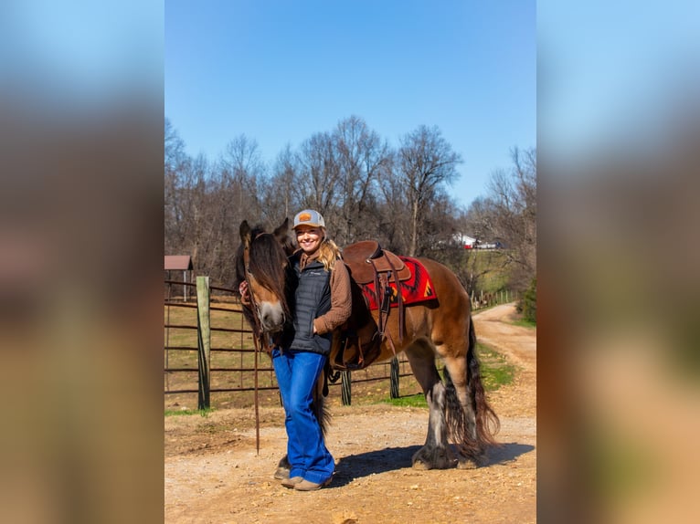 Gypsy Horse Mare 5 years 14,1 hh Bay in Santa Fe