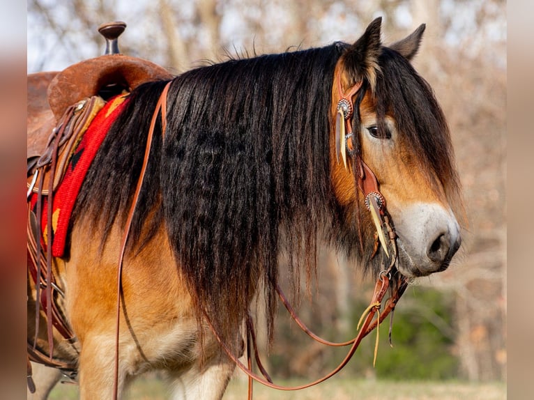 Gypsy Horse Mare 5 years 14,1 hh Bay in Santa Fe