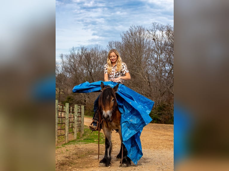 Gypsy Horse Mare 5 years 14,1 hh Bay in Santa Fe