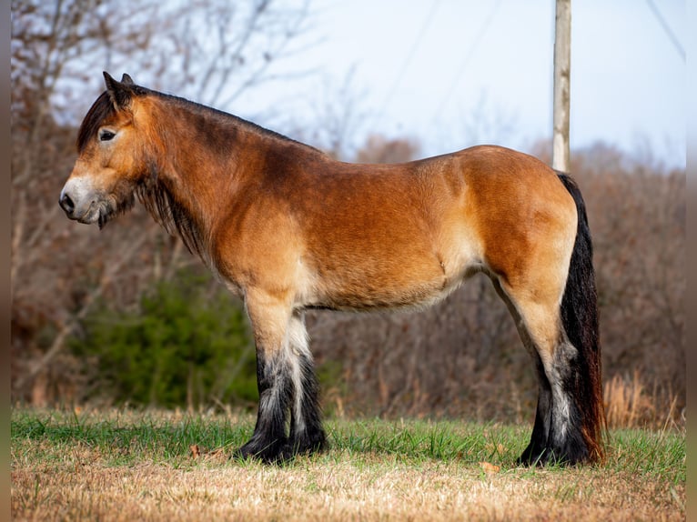 Gypsy Horse Mare 5 years 14,1 hh Bay in Santa Fe