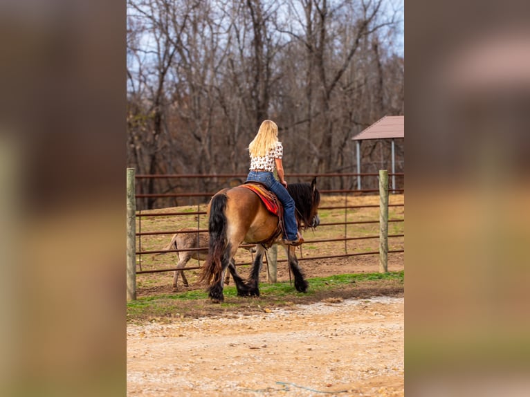 Gypsy Horse Mare 5 years 14,1 hh Bay in Santa Fe