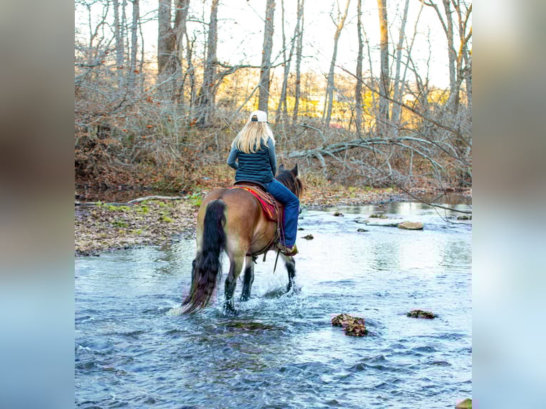 Gypsy Horse Mare 5 years 14,1 hh Bay in Santa Fe