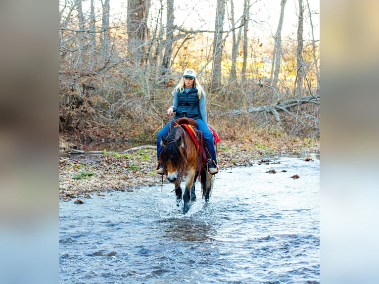 Gypsy Horse Mare 5 years 14,1 hh Bay in Santa Fe