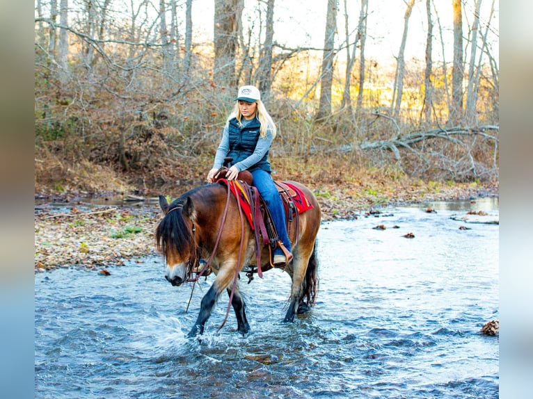 Gypsy Horse Mare 5 years 14,1 hh Bay in Santa Fe