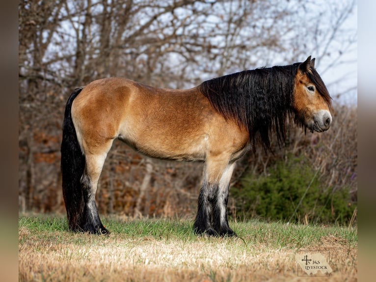 Gypsy Horse Mare 5 years 14,1 hh Bay in Santa Fe