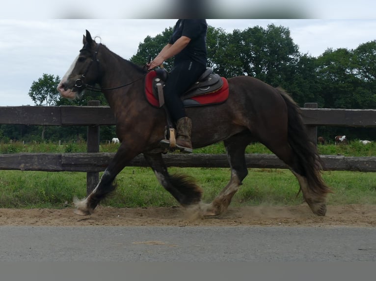 Gypsy Horse Mare 5 years 14,1 hh Black in Lathen