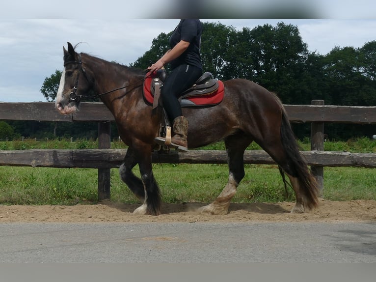Gypsy Horse Mare 5 years 14,1 hh Black in Lathen