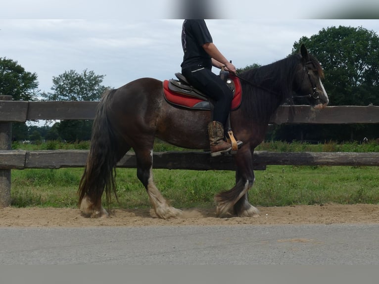 Gypsy Horse Mare 5 years 14,1 hh Black in Lathen